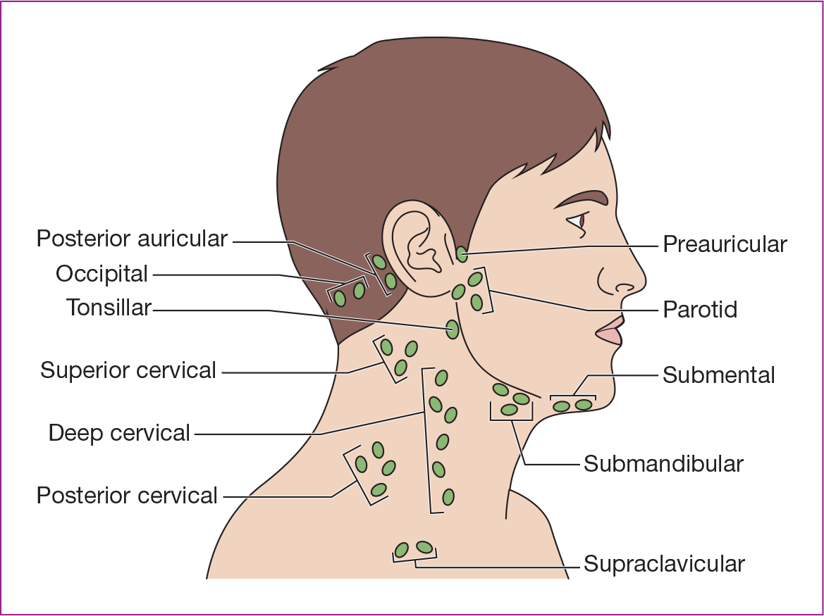 lymph nodes back of neck location